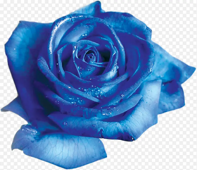 蓝色高清玫瑰水珠