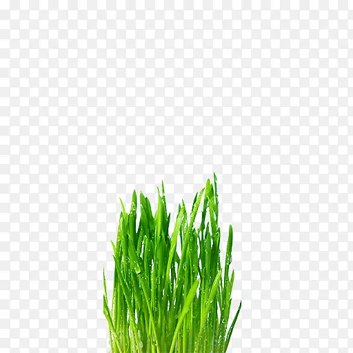 水珠绿草