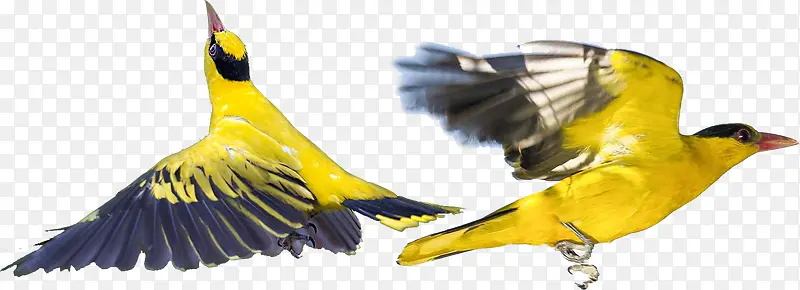 两只飞翔的黄鹂鸟