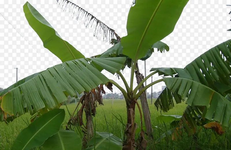 绿色芭蕉树叶png素材