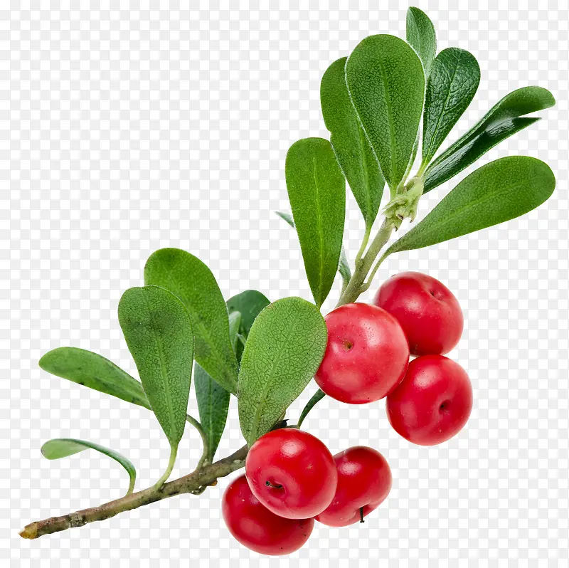 卡通绿色树叶植物红色果实