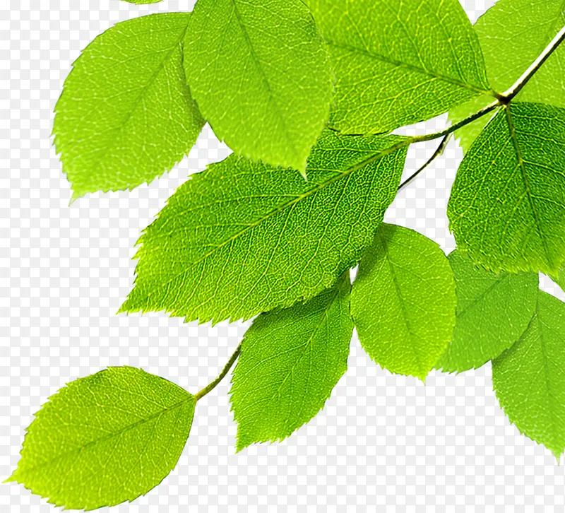 夏日植物海报绿色树叶
