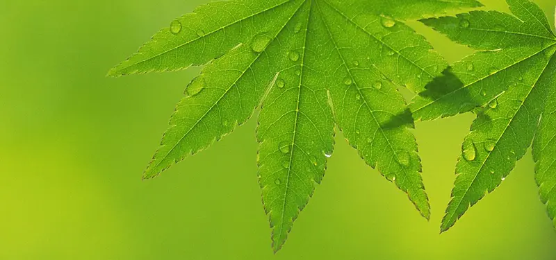 水珠树叶绿色背景