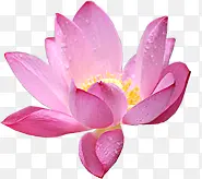 水珠粉色绽放花朵