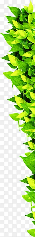 植物绿色树叶效果设计