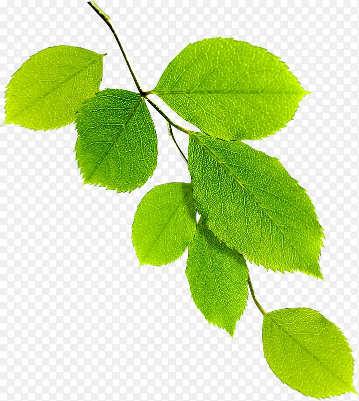 夏日手绘植物绿色树叶