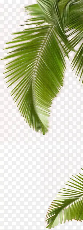 绿色清爽树叶植物场景