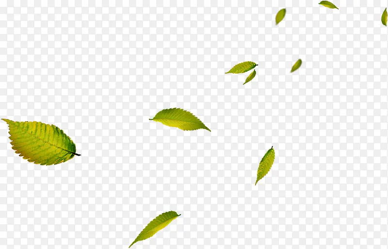 高清摄影绿色漂浮的树叶
