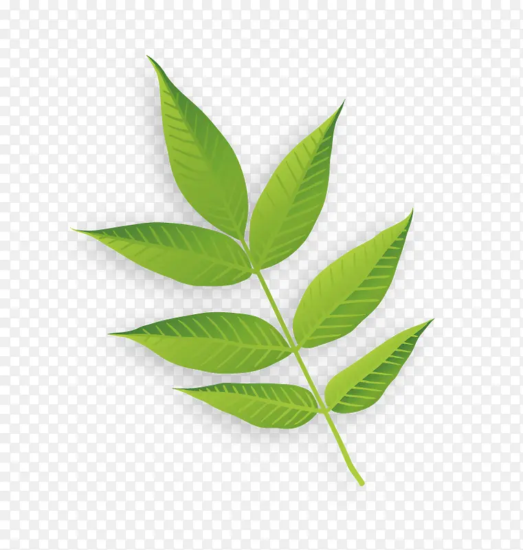 矢量一片树叶