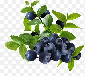 蓝莓水果绿色树叶树枝