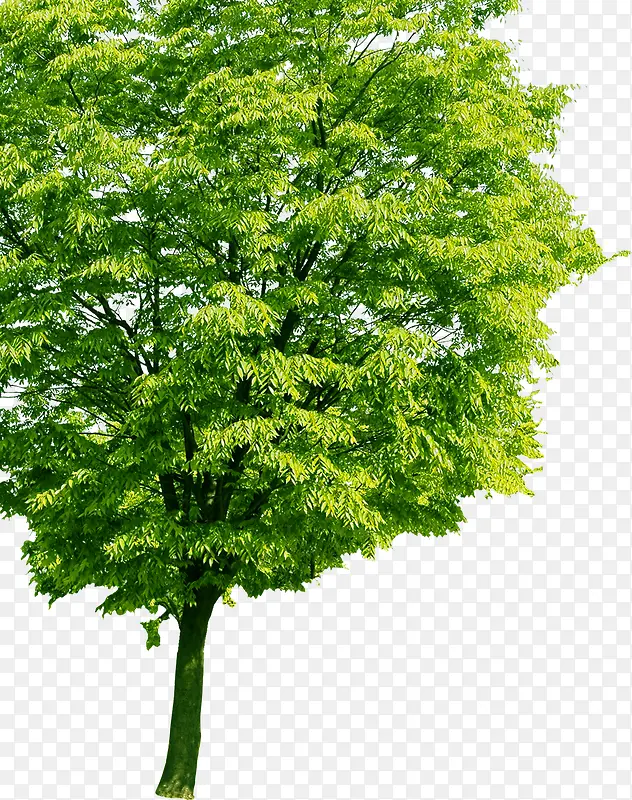 绿色大树美景树叶