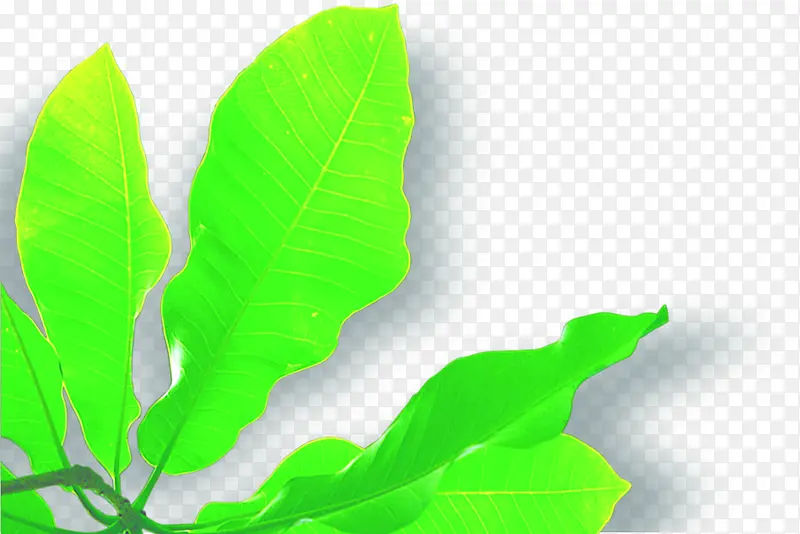 绿色卡通春天树叶风光PNG图片素材下载_图片编号yvvwdakn-免抠素材网