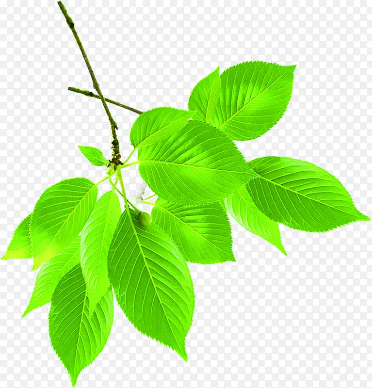 绿色树叶装饰树枝