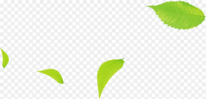 夏日绿色植物树叶效果