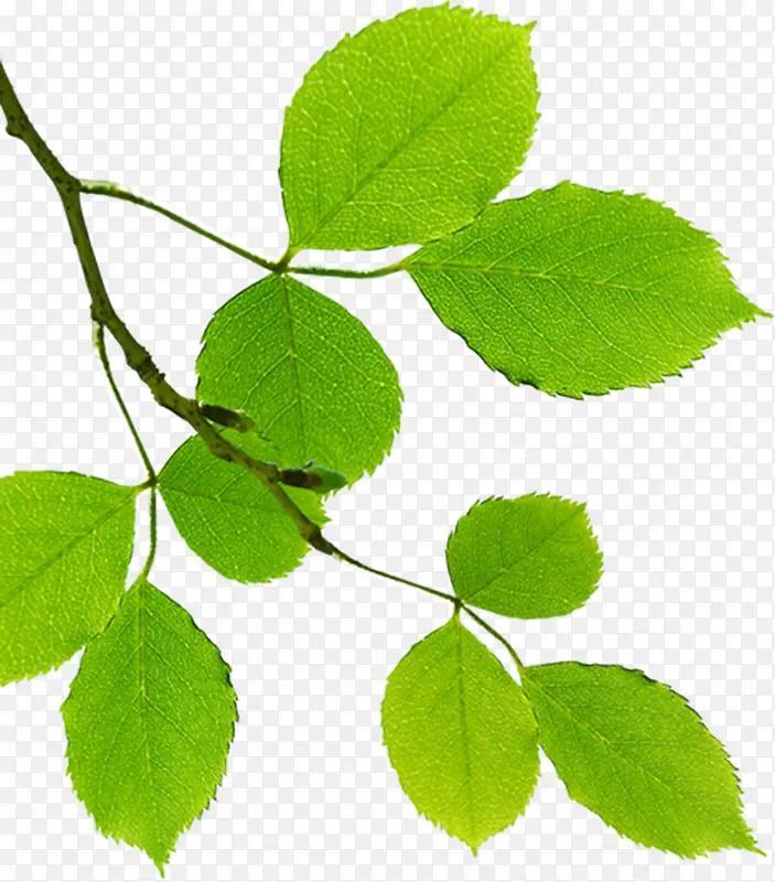 绿色清爽树叶装饰树枝