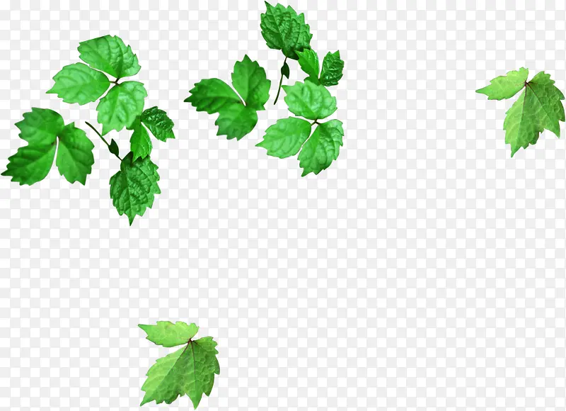 绿色植物漂浮树叶装饰
