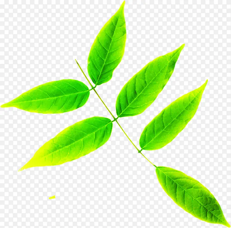 绿色环保树叶风光