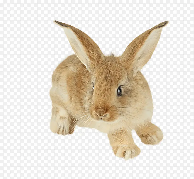 黄色小兔子