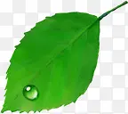 绿色手绘树叶水滴