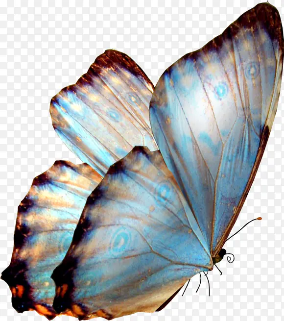 蓝色翅膀的蝴蝶png免扣素材