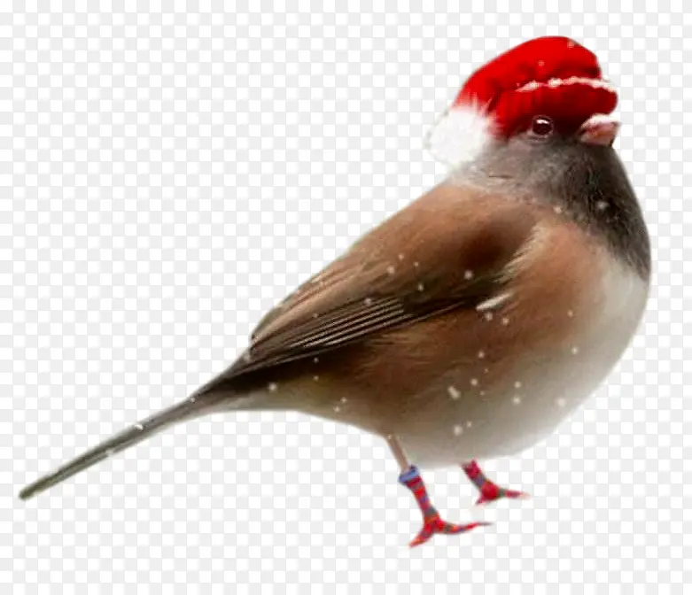 带圣诞帽子的小鸟png素材