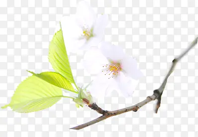 白色小花绿叶装饰