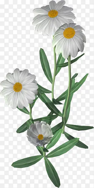 白色纯净小花绿叶