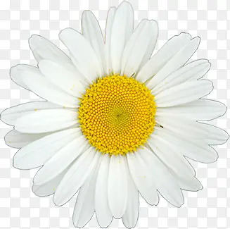 白色重叠花瓣小雏菊医疗