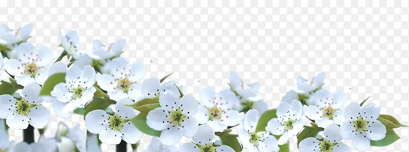 白色小花海报装饰