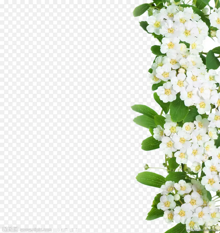 一段白花