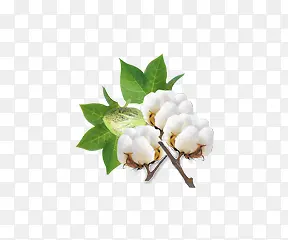 绿叶白色小花