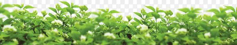 中秋节绿色树叶白色小花
