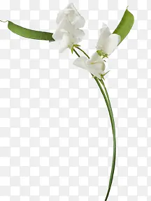 白色小花装饰小花