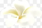 白色小花活动促销页面