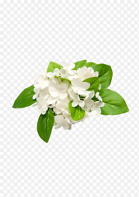 白色小花绿叶图片