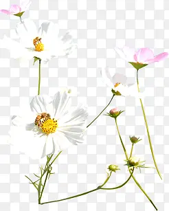 白色唯美小花可爱