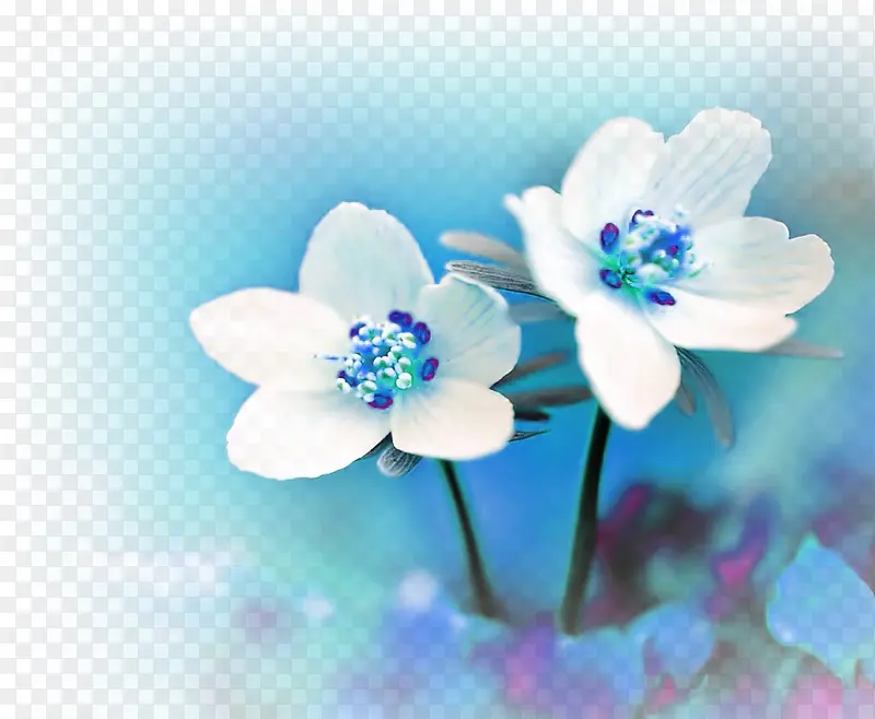 清新蓝色背景白色小花