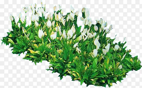 白色小花植物绿叶装饰