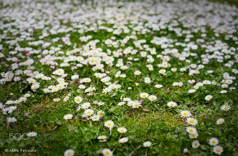 白色小花铺满草地