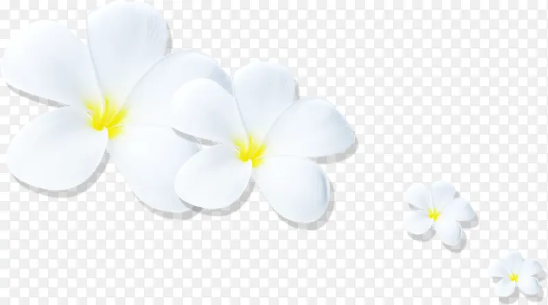 白色可爱小花封面