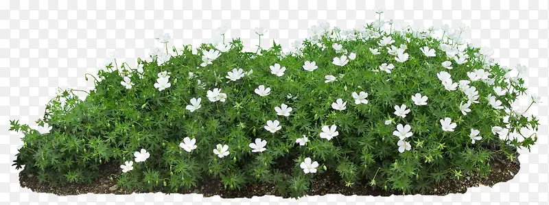 白色植物小花草地