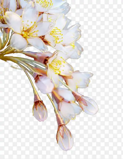 白色小花植物素材