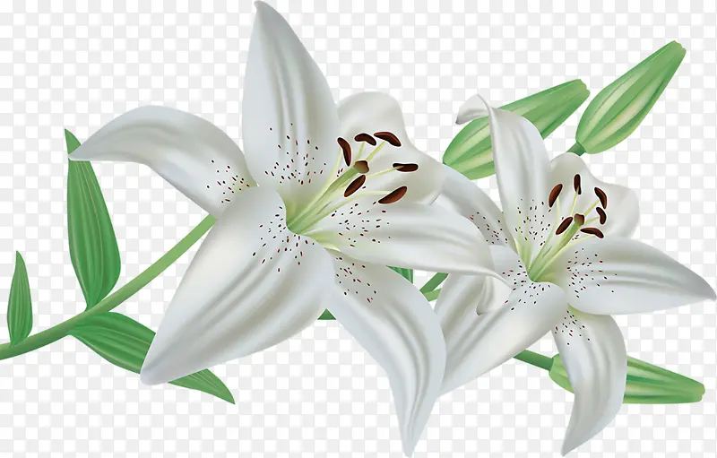 两朵小白花