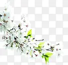 白色小花树叶装饰