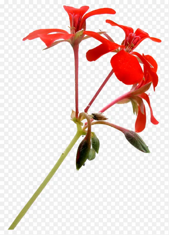 花枝花草红色花瓣绿叶
