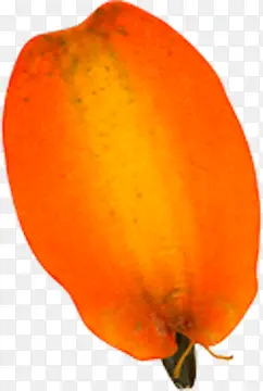 精美压花干花橘红色花瓣
