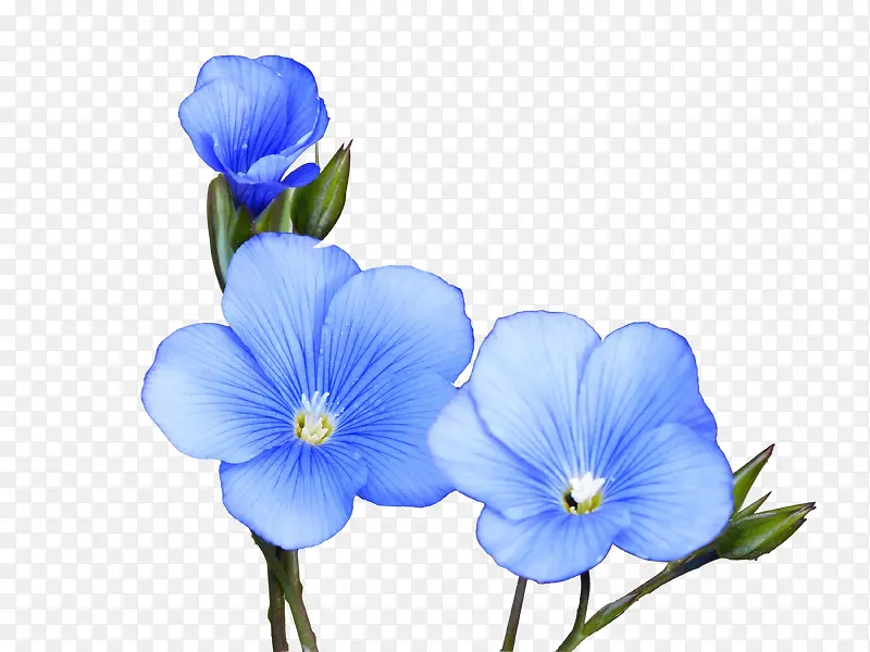 手绘水彩蓝色小花