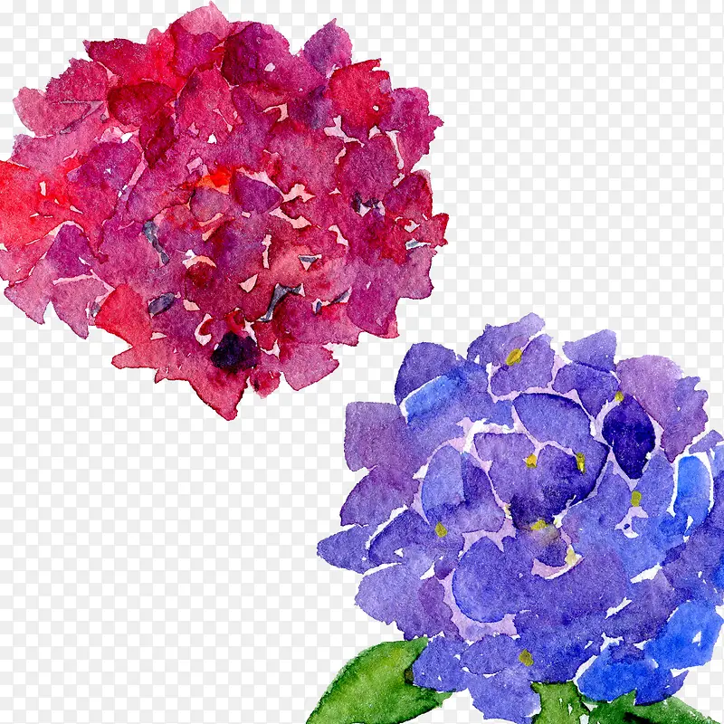 手绘水彩绣球花花朵