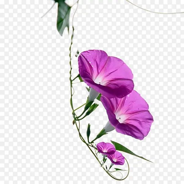 紫色牵牛花花朵素材