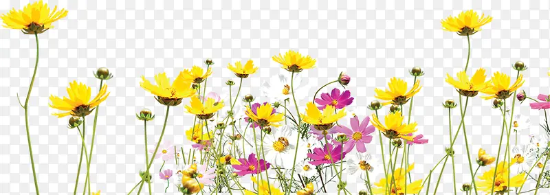 花，黄花，花朵，淘宝素材